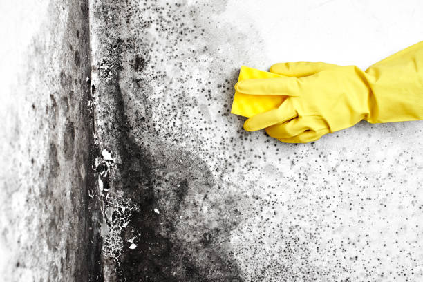 Best Commercial Mold Remediation in Grandview, WA