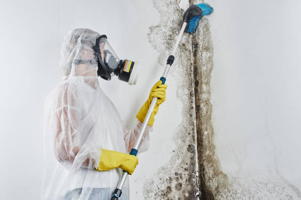 Best Insurance-Related Mold Remediation in Grandview, WA