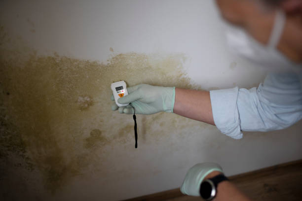 Best Post-Flood Mold Remediation in Grandview, WA