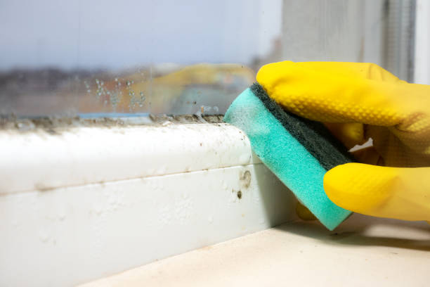 Best Mold Remediation for Specific Building Types in Grandview, WA