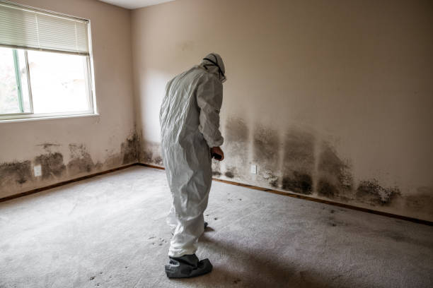 Best Crawl Space Mold Remediation in Grandview, WA