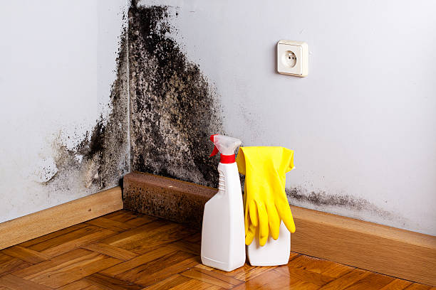 Best Basement Mold Remediation in Grandview, WA